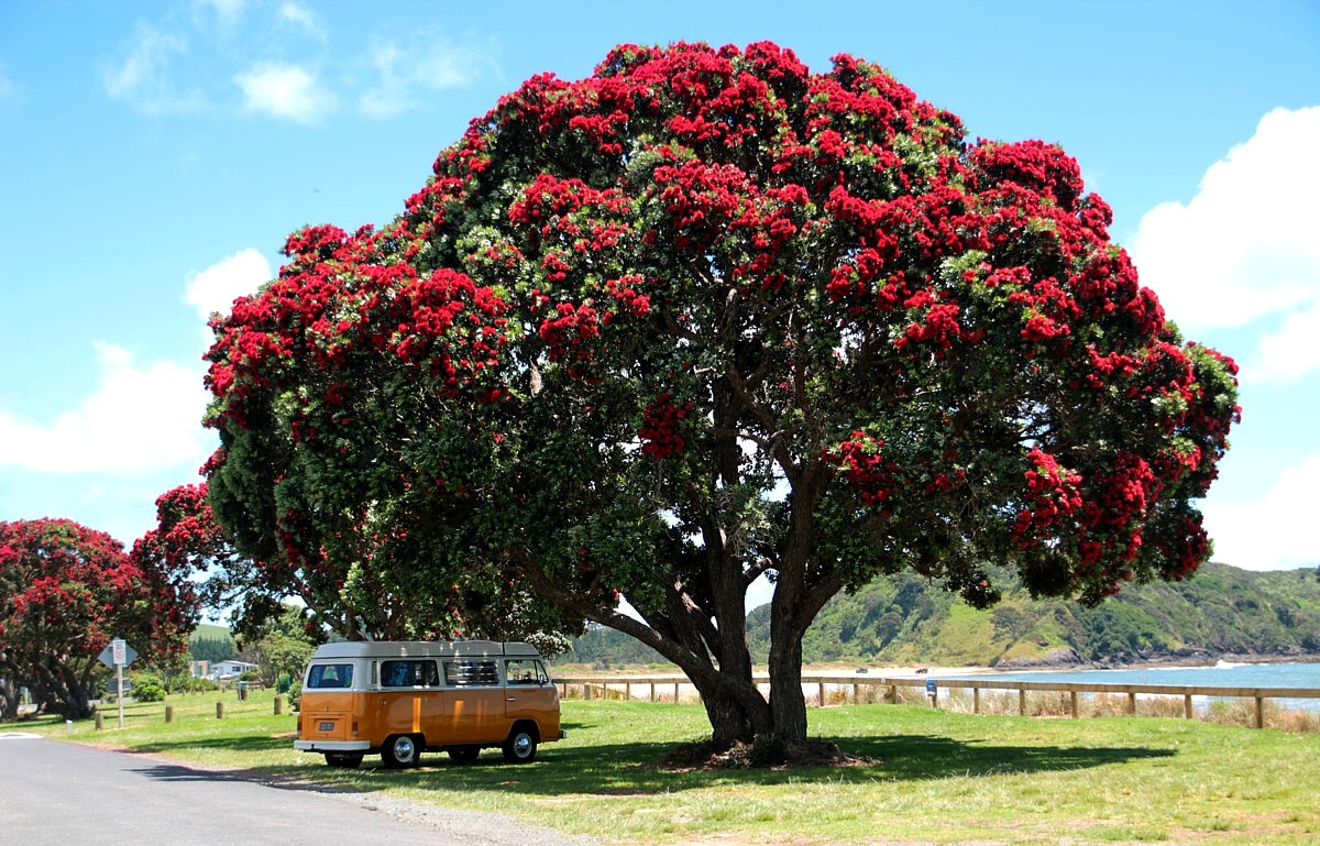 kombi summer kombi summer